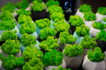 Preserved Natural Moss for sale in the storeの写真素材