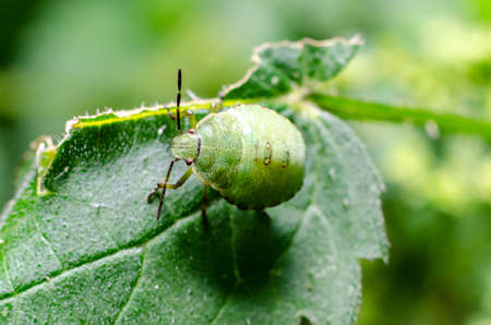 Green shield bug, stage nymph (Palomena prasina)の写真素材