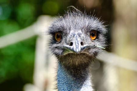 The emu (Dromaius novaehollandiae) is the second-largest living bird by height, after its ratite relative, the ostrich.の写真素材