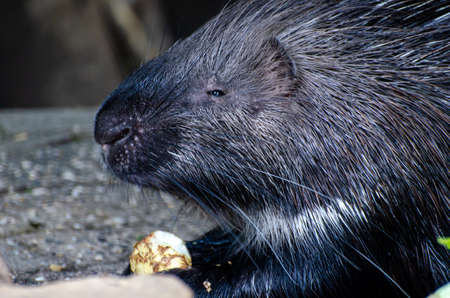 The laughing kookaburra (Dacelo novaeguineae) is a bird in the kingfisher subfamily Halcyoninae.の写真素材