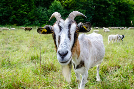 Goats and sheep in same pasture