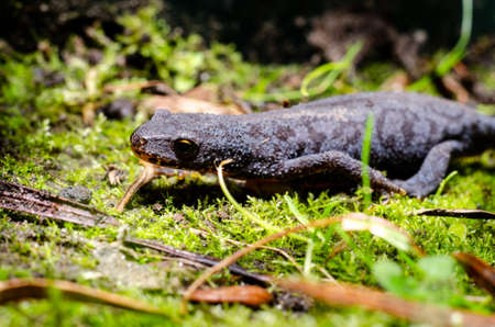 Alpine newt (Ichthyosaura alpestris) is a species of newt native to continental Europe and introduced to Great Britain and New Zealand.の写真素材