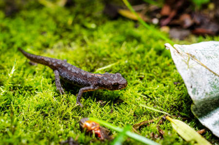 Alpine newt (Ichthyosaura alpestris) is a species of newt native to continental Europe and introduced to Great Britain and New Zealand.の写真素材