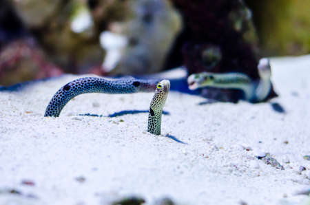 The spotted garden eel (Heteroconger hassi) is a heteroconger belonging to the family Congridae.の写真素材