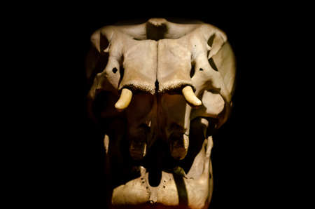 Elephant skull on a black backgroundの写真素材