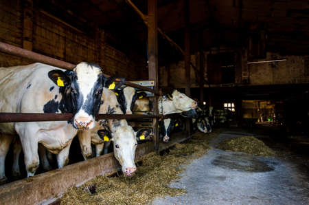 Cows in a stall barn. Cow on dairy farm eating hay.の写真素材