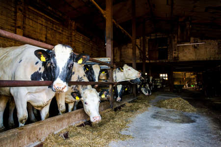 Cows in a stall barn. Cow on dairy farm eating hay.