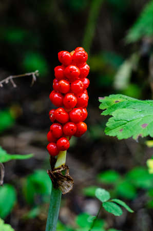 Arum maculatum is a woodland flowering plant species in the family Araceae. Spike of fruits, poisonous berries.の写真素材
