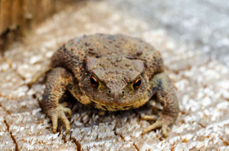 The common toad, European toad, or in Anglophone parts of Europe, simply the toad (Bufo bufo, from Latin bufo "toad"), is a frog found throughout most of Europeの写真素材