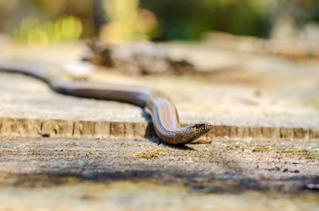 The slow worm (Anguis fragilis) is a reptile native to western Eurasia. It is also called a deaf...