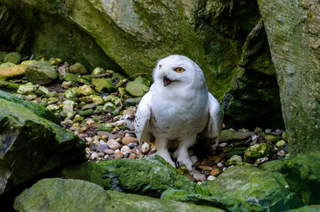 The snowy owl (Bubo scandiacus) is a large, white owl of the true owl family.の写真素材