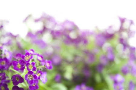 beautiful background of wild purple flowers on whiteの写真素材