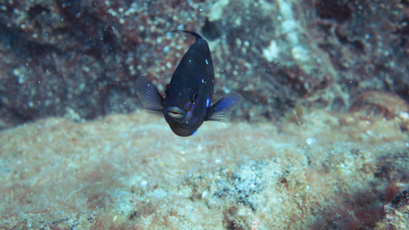 oceanic blue fish