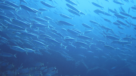 bank os fishの写真素材