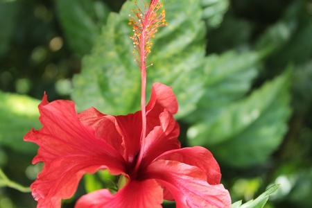 Cayenne, red jamaica flower, plant flowerの写真素材