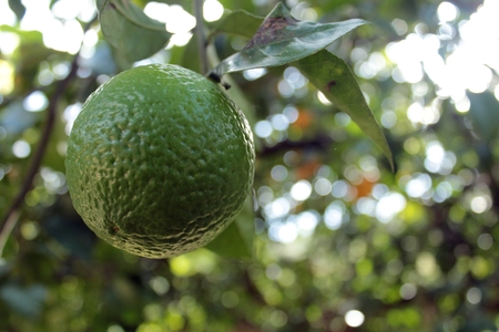 Orange green citrus fruit, harvested in its orange tree with a splendid, captivating sun. Healthy organic natural fruit with vitamin C and nutrients.の写真素材