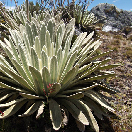 Beautiful Frailejon, espeletia of the Andes of Venezuelaの写真素材