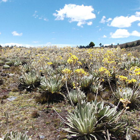 Flora of the Andes of Venezuela, espeletiaの写真素材