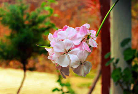 bouquet of natural flowers, mountain laurelの写真素材