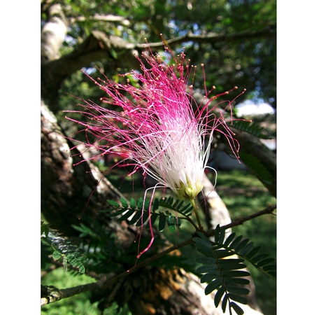 Exotic Austrian flowerの写真素材