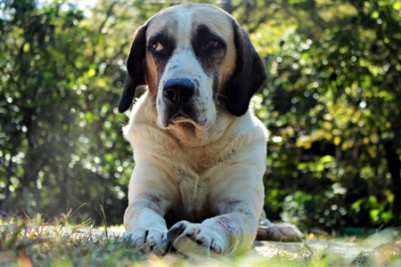 Old white and brown dog lying in natureの写真素材