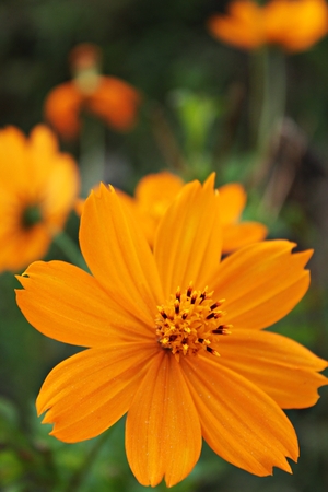 Cosmo orange flowers close-upの写真素材