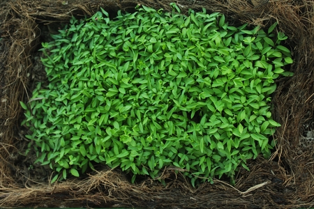 Organic cultivation of coriander and parsley at homeの写真素材