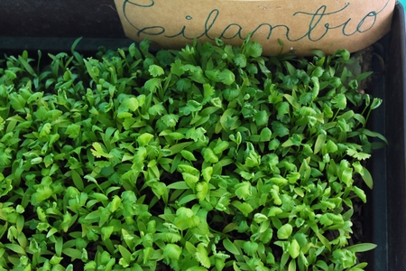 Organic cultivation of coriander and parsley at homeの写真素材