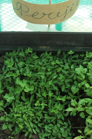 Organic cultivation of coriander and parsley at homeの写真素材