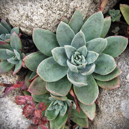 Succulent plant growing on stonesの写真素材