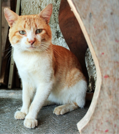 Mysteries white and brown cat sitting with intense gazeの写真素材