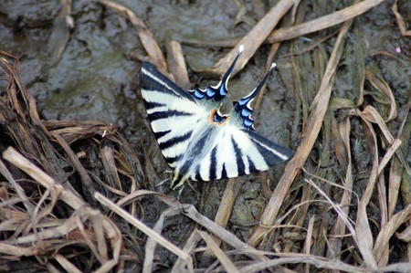 and colorful butterfly resting on a dried stream bottomの写真素材