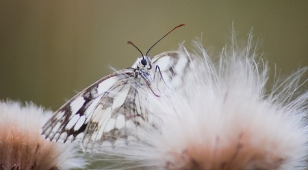 black and white butterflyの写真素材