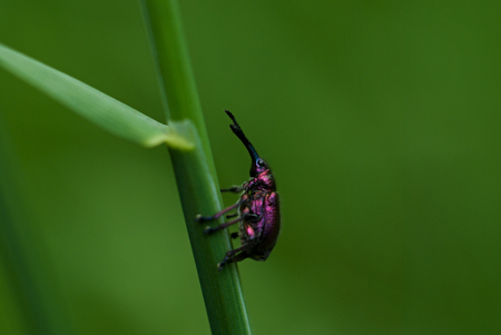 A pink beatle with long noseの写真素材