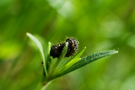 A caterpillar eating grassの写真素材