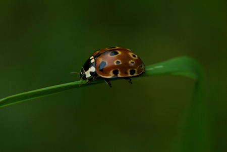 A ladybug sitting on a grassの写真素材