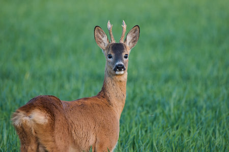 A roe deer standing in a cereal field at the beginning of summer and feeding himself