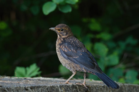 A black bird (female) sitting at the edge of a pondの写真素材