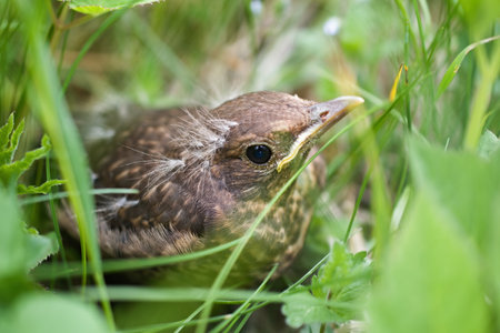 Baby black bird is hiding in grass while learning to flyの写真素材