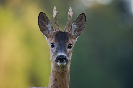 a portrait of a roe deer that was standing in a cereal fieldの写真素材