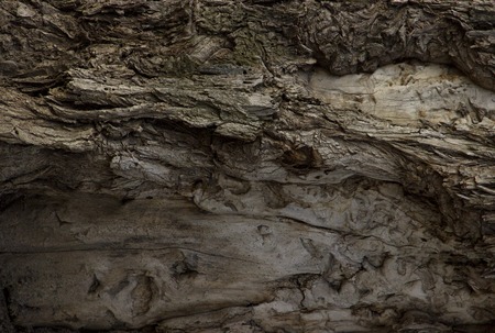 Tree bark texture backgroundの写真素材