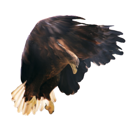 A hawk is flying in the sky,blur isolated on white