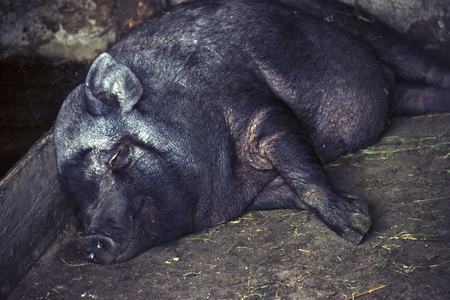 A black pig of a Vietnamese dwarf breed sweetly asleep in a stable and smiling.の写真素材
