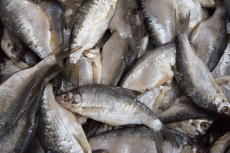 fish roach, ram fresh. Rich catch texture.の写真素材