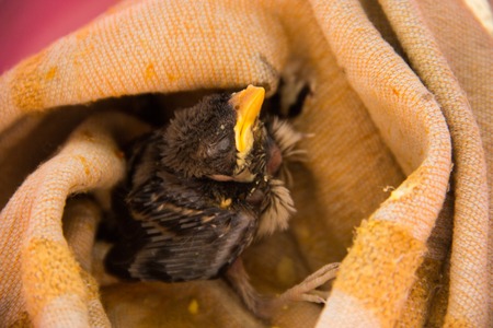 sparrow a week or two in an artificial nest.の写真素材