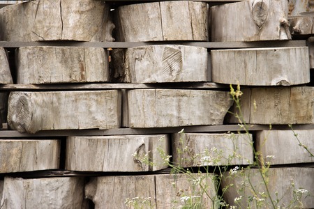 wood background texture. Cross section of tree trunk. spili trees stumps stacked in stacks. Used for garden doropok, interior and lanshaft design. Light beige wooden wall. ivory timber oak at sawmill.の写真素材
