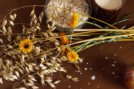 Oat ears stems, oat flakes in bowl cup of milk on dark brown wood background. Top view. oat flakes...