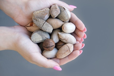 macadamia, Brazil nuts, Bertholletia, pecan on hand. Woman hands holding roasted and notched exotic shell nuts.の写真素材