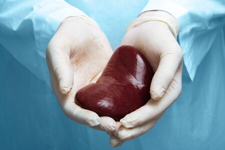 kidney transplant surgery concept. real kidney is in hands of transplant surgeon. cadaver, donor kidney. International Kidney Day Holidayの写真素材