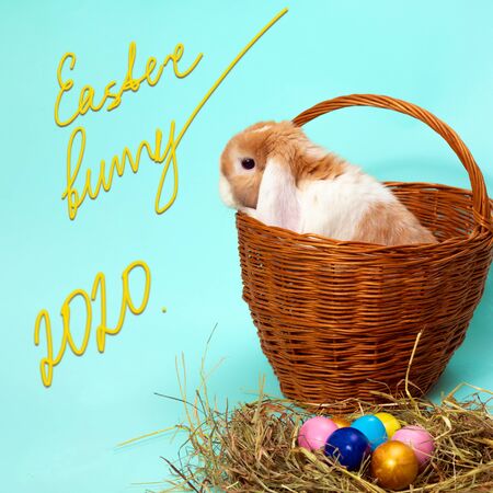easter bunny and colorful eggs on hay in basket on blue background.の写真素材